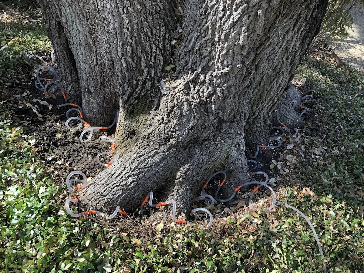 Detailed Tree Cabling and Bracing job site in Woronoco