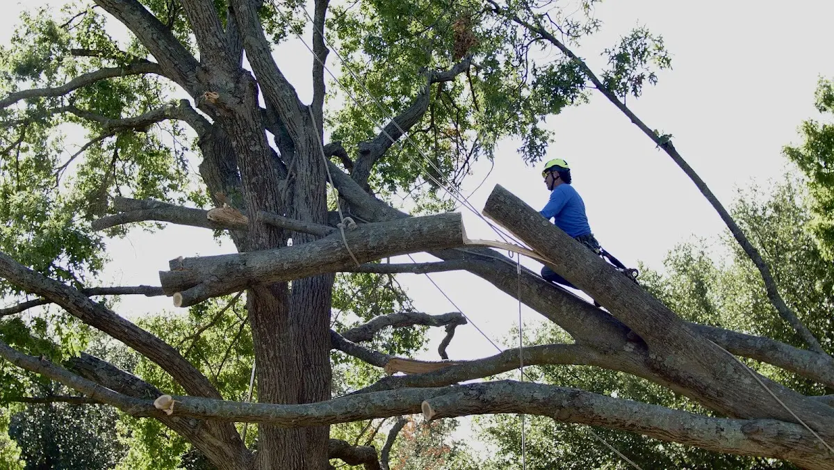 Professional Crown Thinning performed by certified arborists in Woronoco