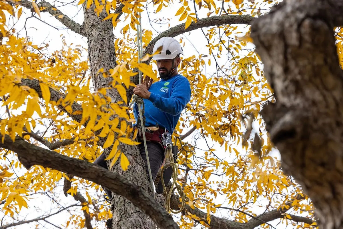 Skilled Tree Planing crew working in Woronoco
