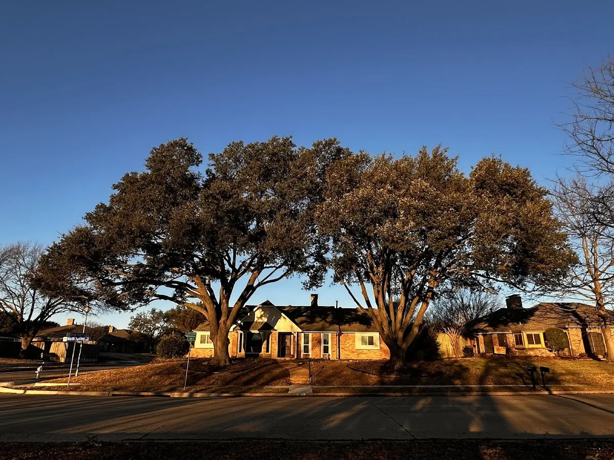 Established residential canopy tree shading a home in Woronoco